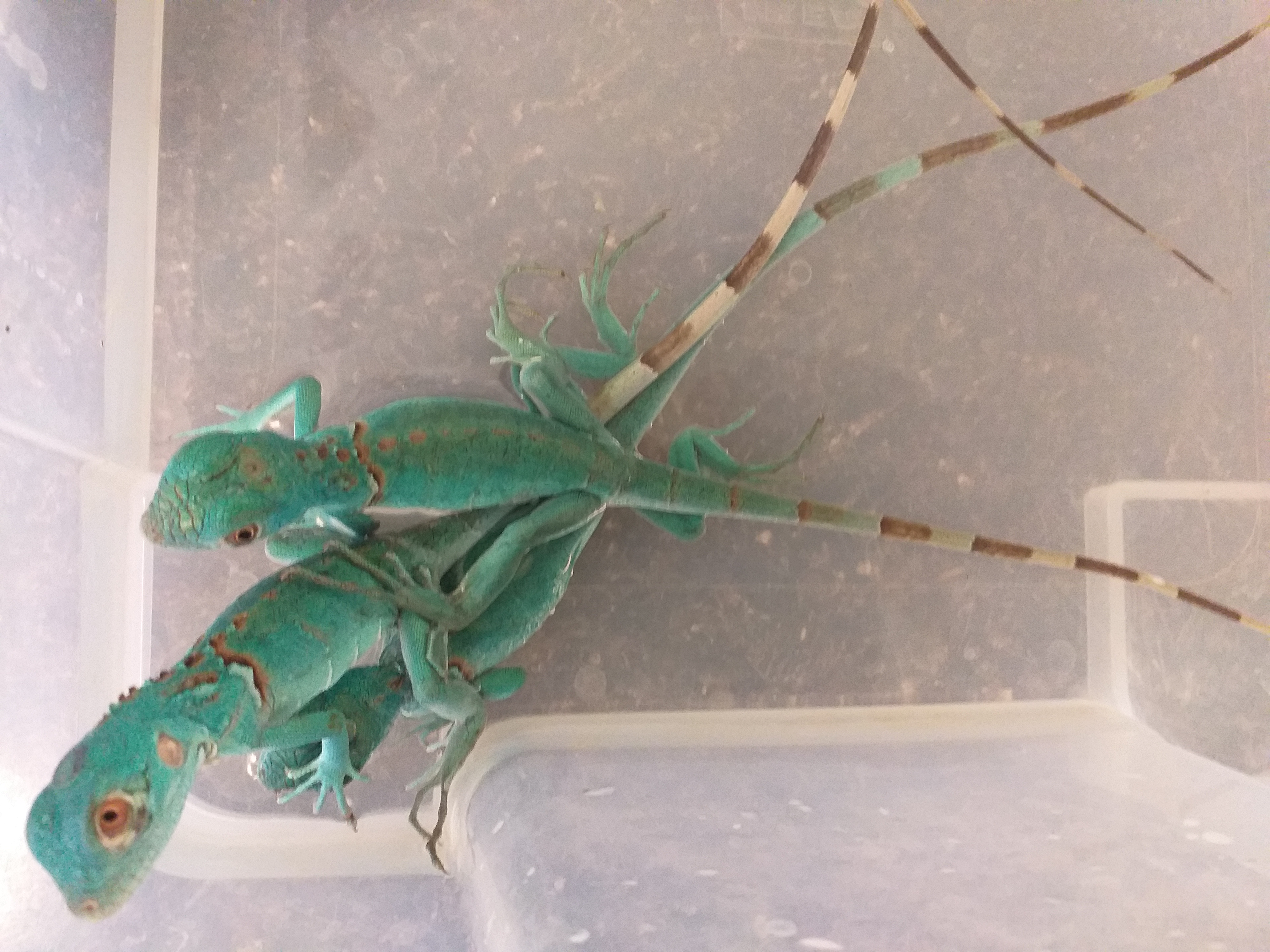 Iguana iguana - Leguán zelený tyrkys blue